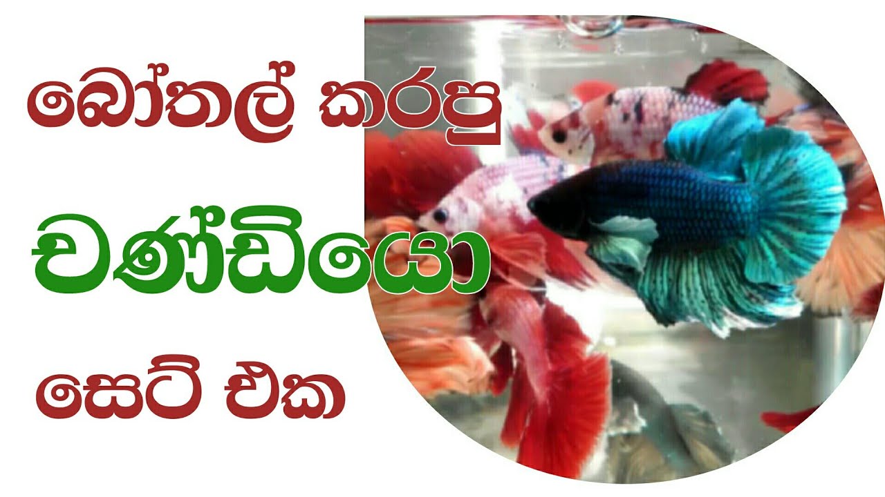 Betta Fish Bottling | ෆයිටර් මසුන් බෝතල් කිරීම