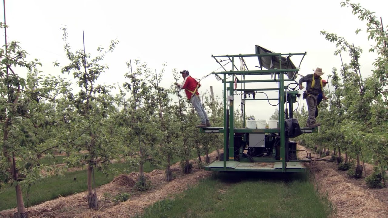 Managing High Density Apple Orchards | Why Plant High Density?