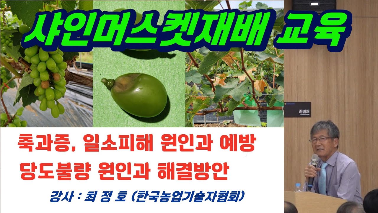 샤인머스켓재배교육 (축과증, 일소피해 원인과 예방)(당도불량 원인과 해결방안)