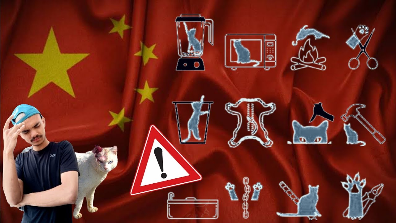 China Bully Cat whyyy