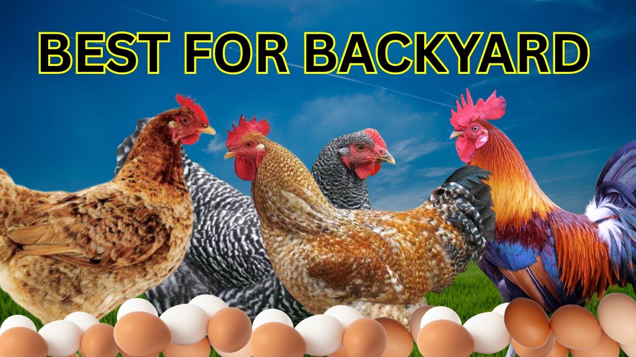 5 African Chicken Breeds That Will Feed Your Family and Fill Your Pockets