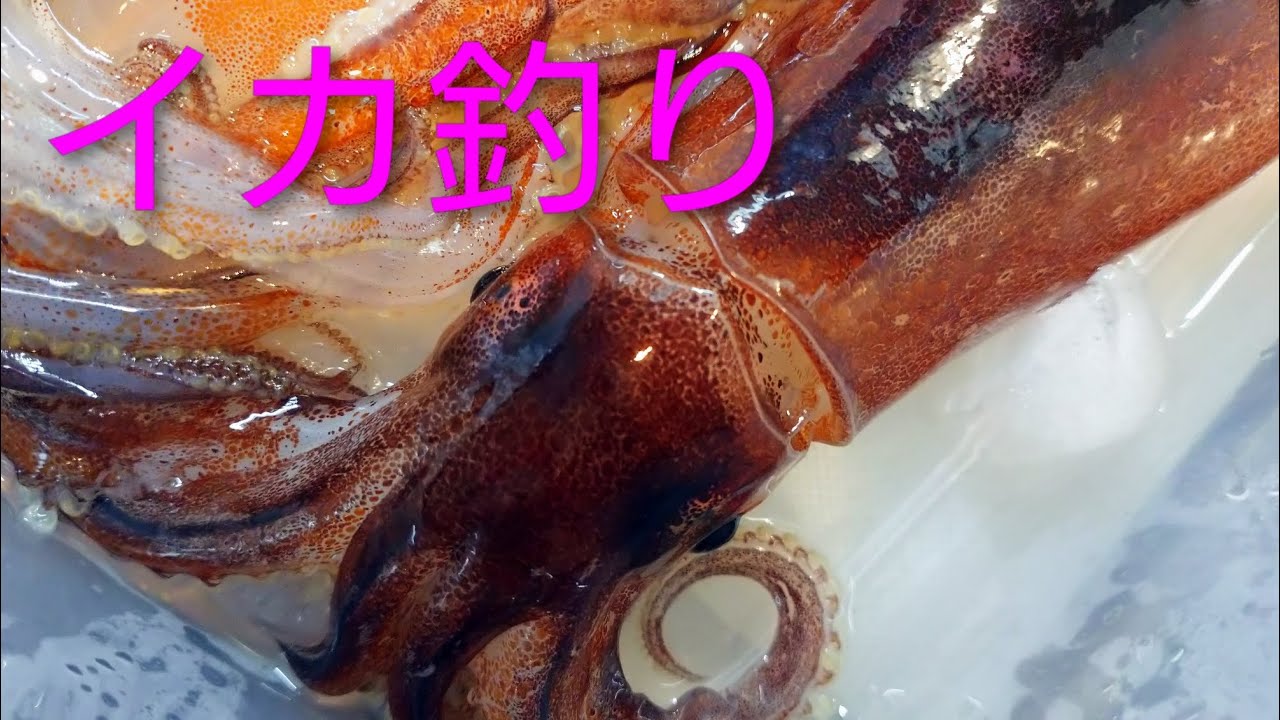 2026.2.28 イカ釣り 相模湾 船 釣り ヒットシーン