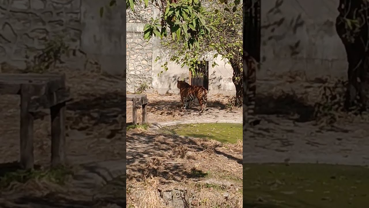 We are #zoo #trending #nature #fyp 
