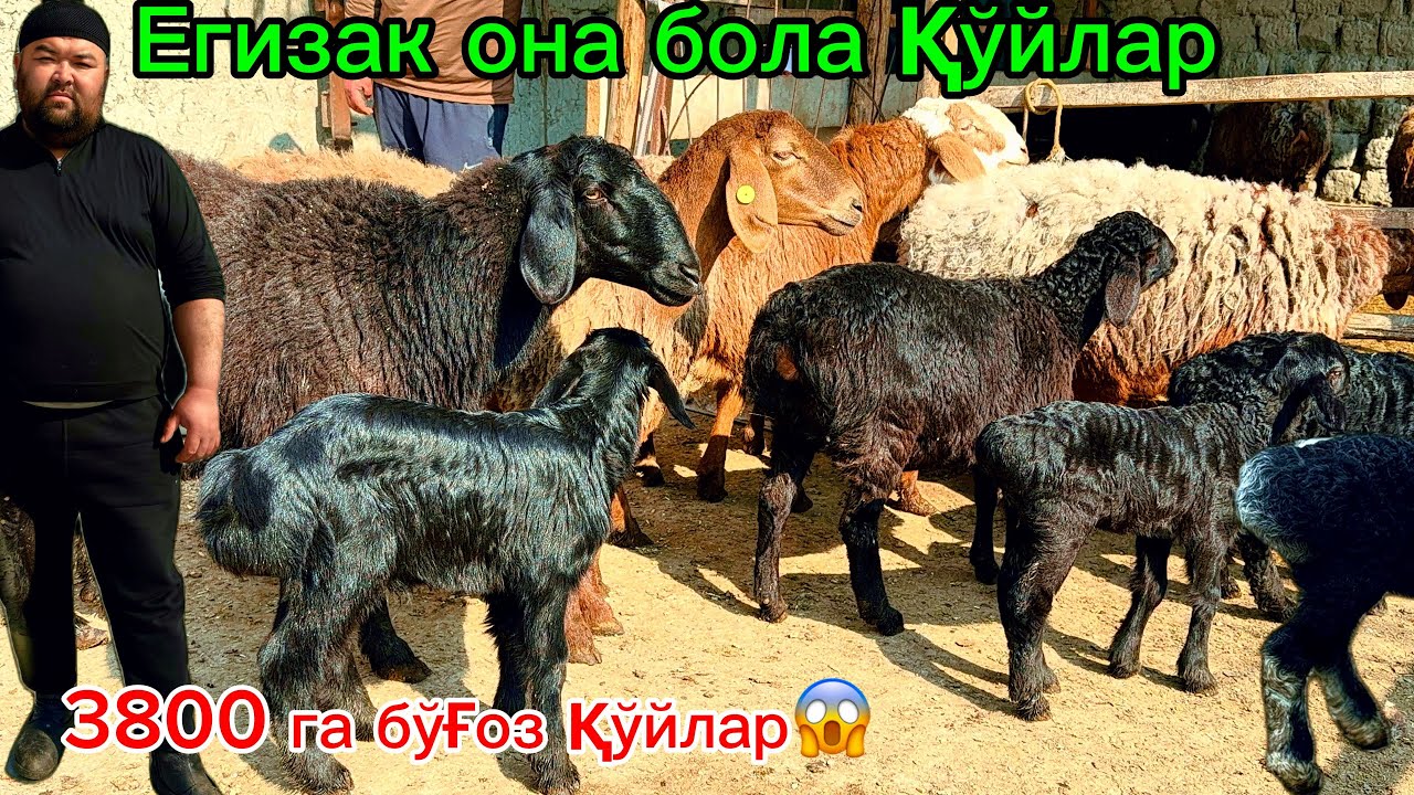 3800 дан бўғоз қўйлар🔥Егизакчи она бола қўй Шарофполвон фермаси
