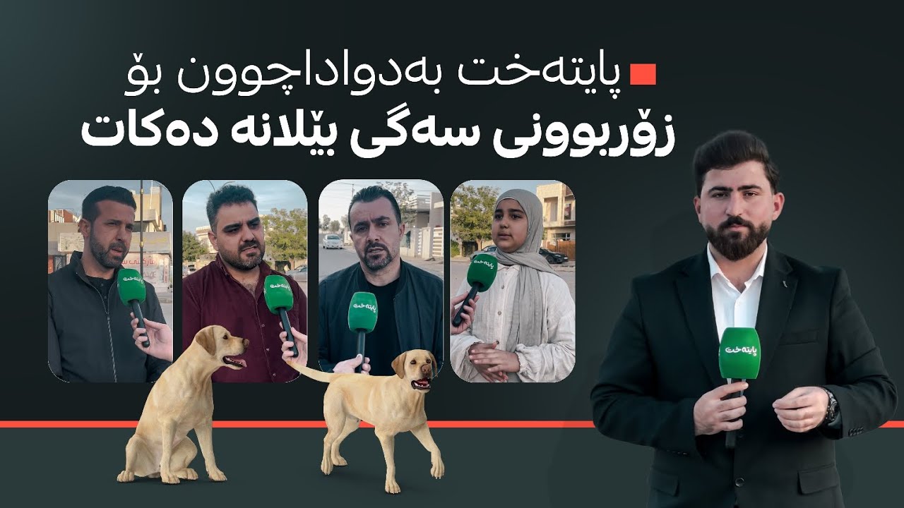 هونەر ئەحمەد لەسەر زۆربوونی سەگ و بێزاربوونی خەڵک لە قەزای کەلار زانیاری نوێ ئاشکرا دەکات