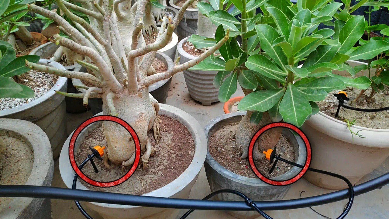 इस चीज से आप 32 गमलों में ऑटोमैटिक पानी दे सकते है || 32  plants drip irrigation system