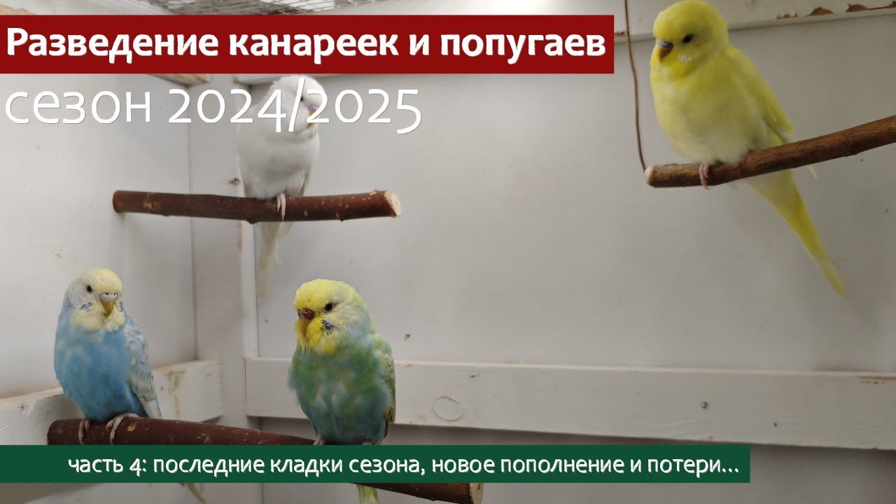 Разведение канареек и волнистых попугаев. Последние кладки сезона