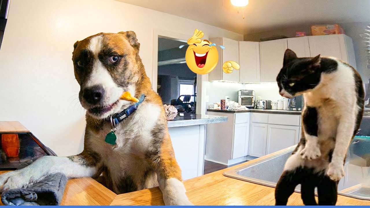 You Will Die Laughing At These Cats And Dogs 😹🐶The Funniest Dog Moments Compilation 🐾