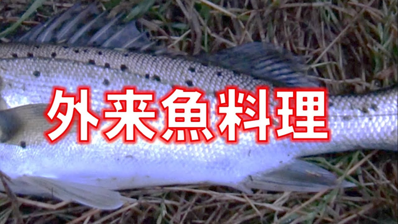 美味しそうな外来魚が釣れたので料理して食べてみた