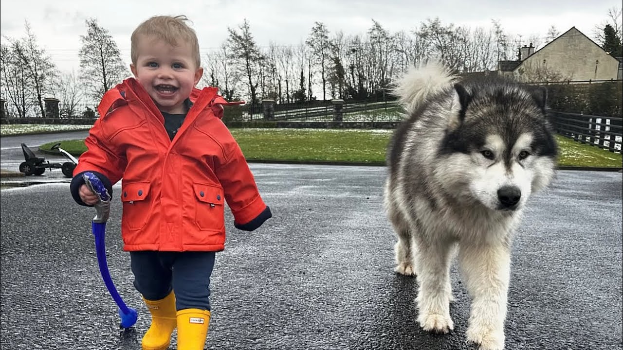 Adorable Baby Boy Teaches His Wolf To Howl! (Cutest Ever!!)