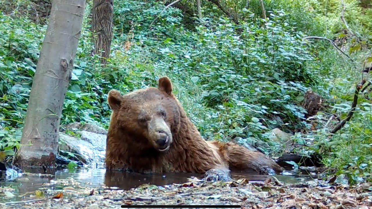 Wilford The Bear Cools Off In The Angeles National Forest