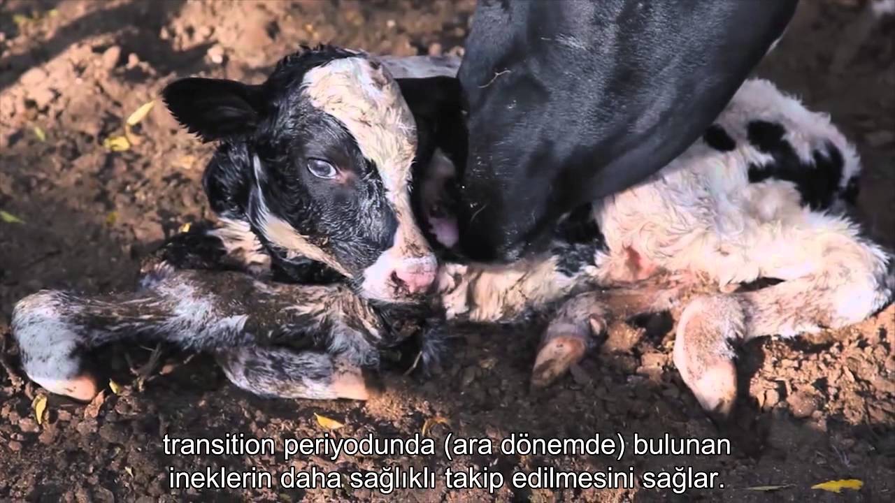 Kurtsan Akıllı Çiftlik: SCR Sürü Yönetim Sistemi
