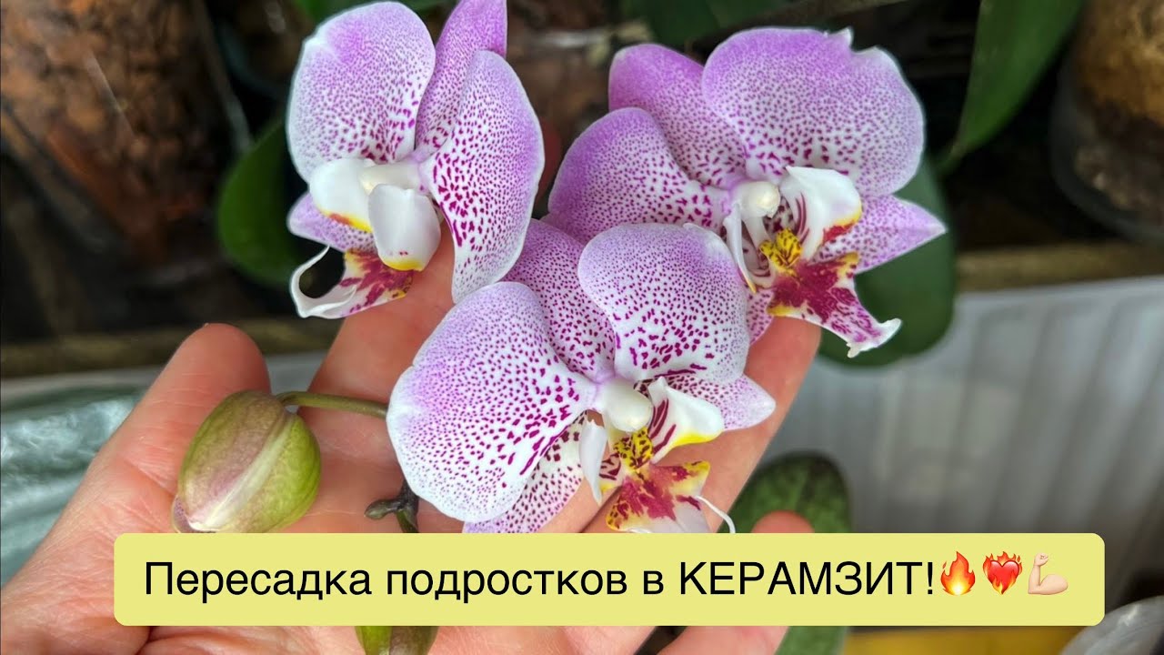 Пересадка подросших азиатских орхидей в двойные горшки с керамзитом. 🌸❤️‍🔥😈