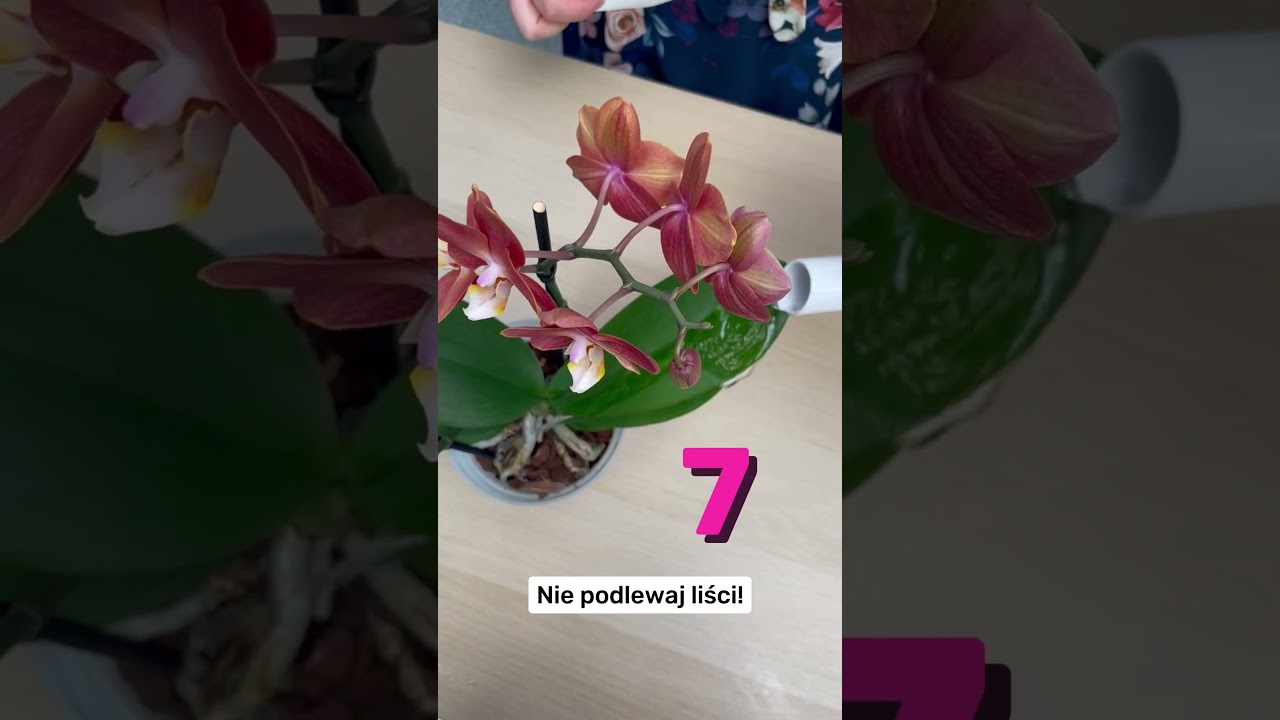 JAK PODLEWAĆ STORCZYKI - 10 tip&oacute;w