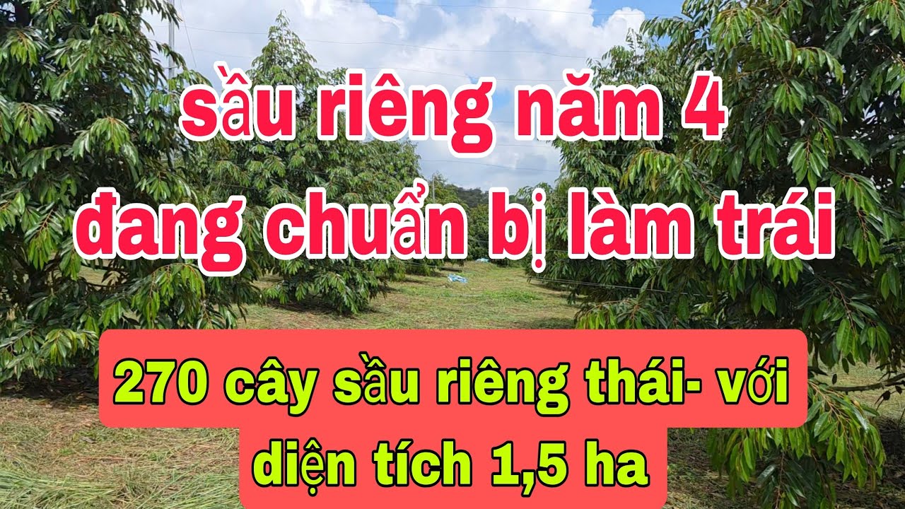 Vườn sầu riêng thái 4 năm tuổi tổng 270 cây.Giá 4 tỉ tại bù đăng,bình phước