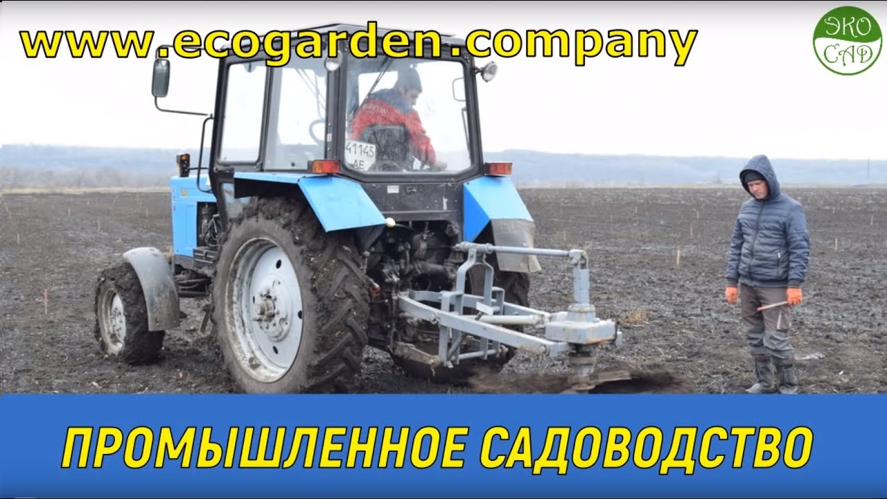 Грецкий орех.  Посадка, подготовка, ошибки.