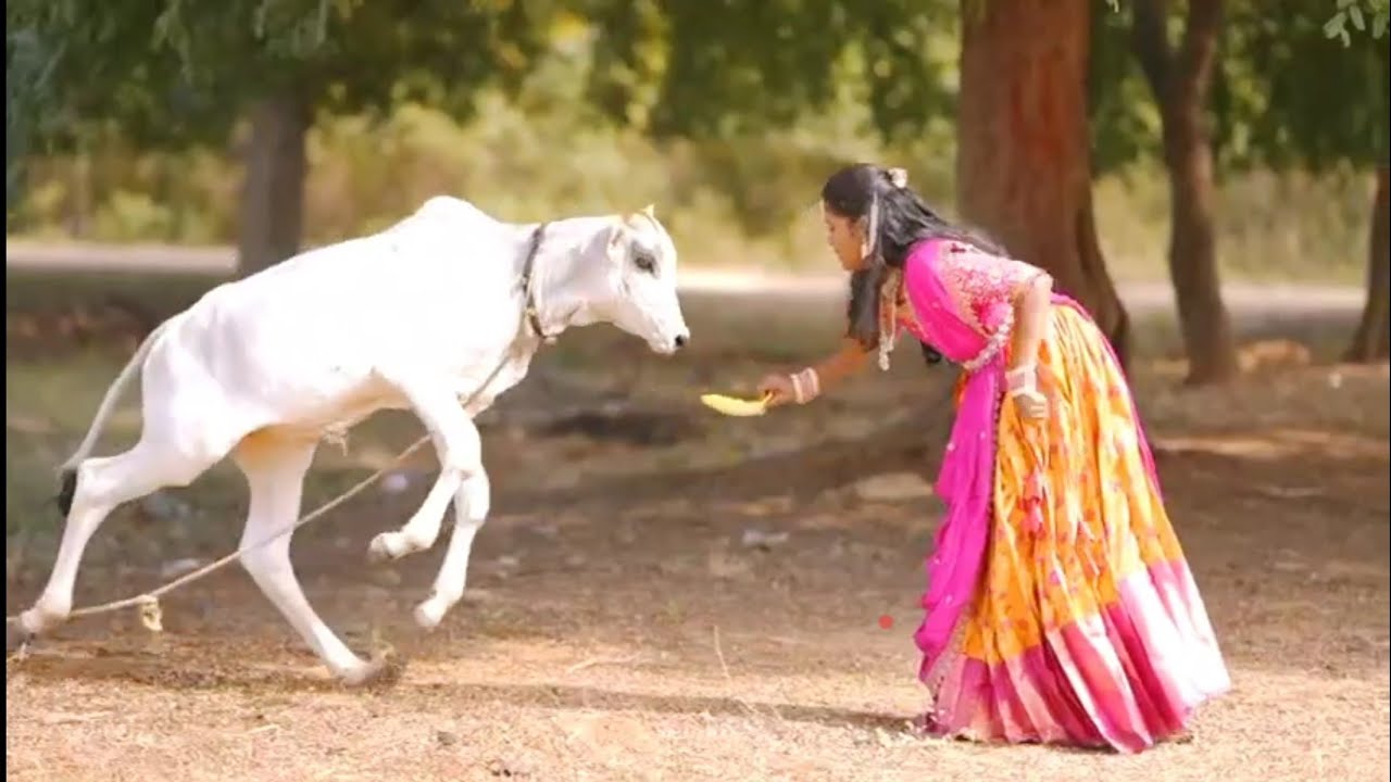 Jhanvi Half saree and Jaahnav Dhothi ceremony pre shoot # చంద్రుళ్ళో ఉండే కుందేలు #Trending 