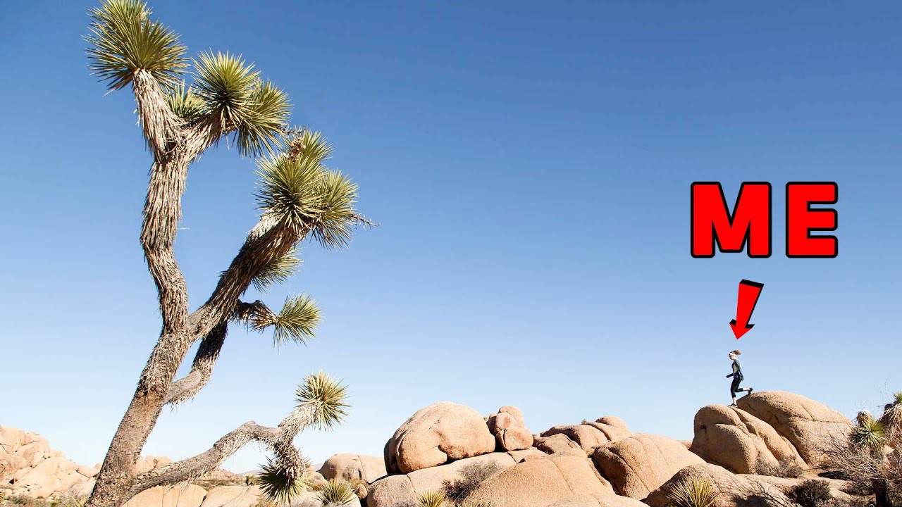 Joshua Tree Park - The Highest Mountain to Hike