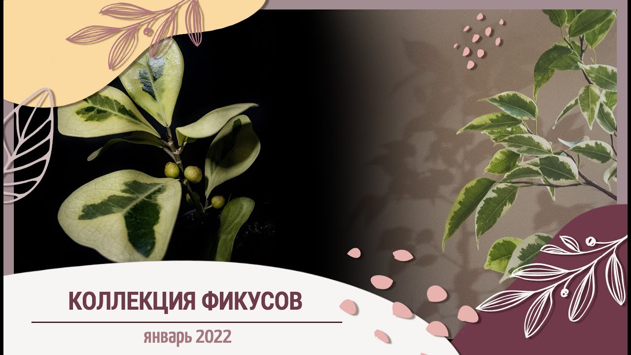 Коллекция фикусов.