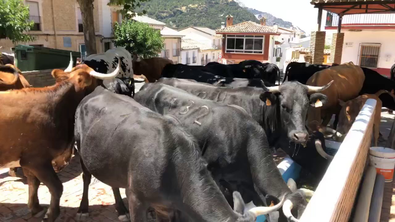 Transhumancia sierra de cazorla Segura y las villas. Burunchel 2019