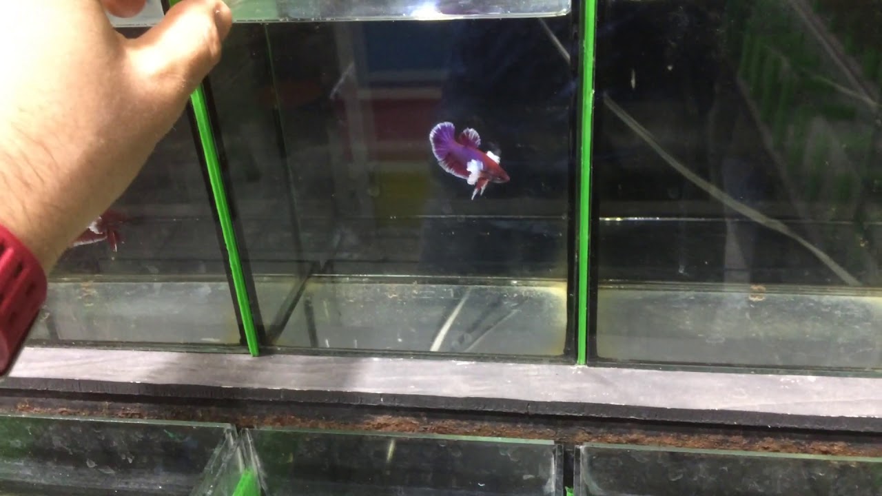 Betta shop in Thailand