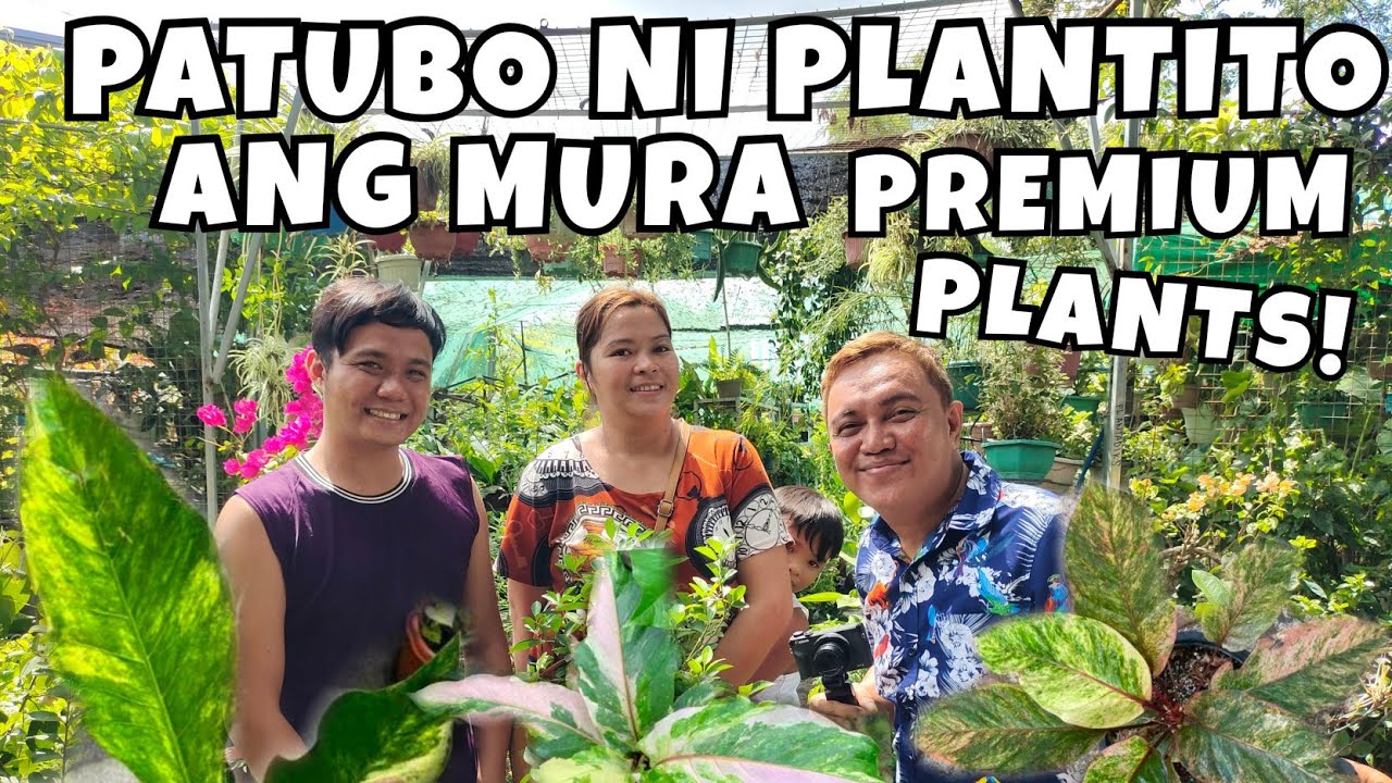 WHERE TO BUY CHEAP PREMIUM PLANTS ANTHURIUM FOLIAGE? | PLANT CARE & PROPAGATIONS