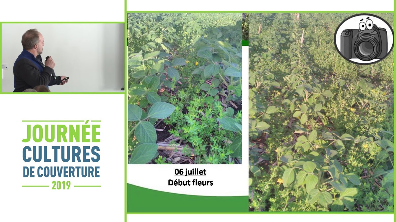 Semis de lotier de manière intercalaire dans la culture de soya