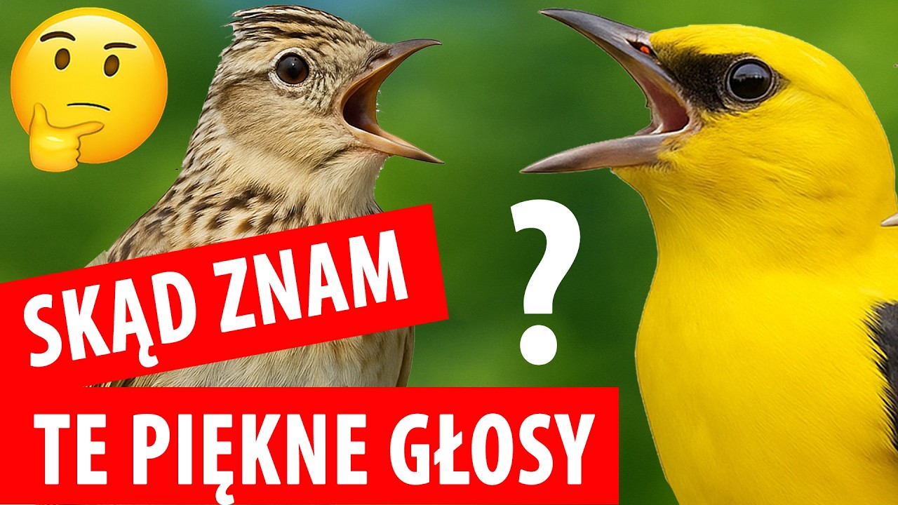 10 Ptaków, które Słyszysz Codziennie – Ale Kto to Śpiewa?