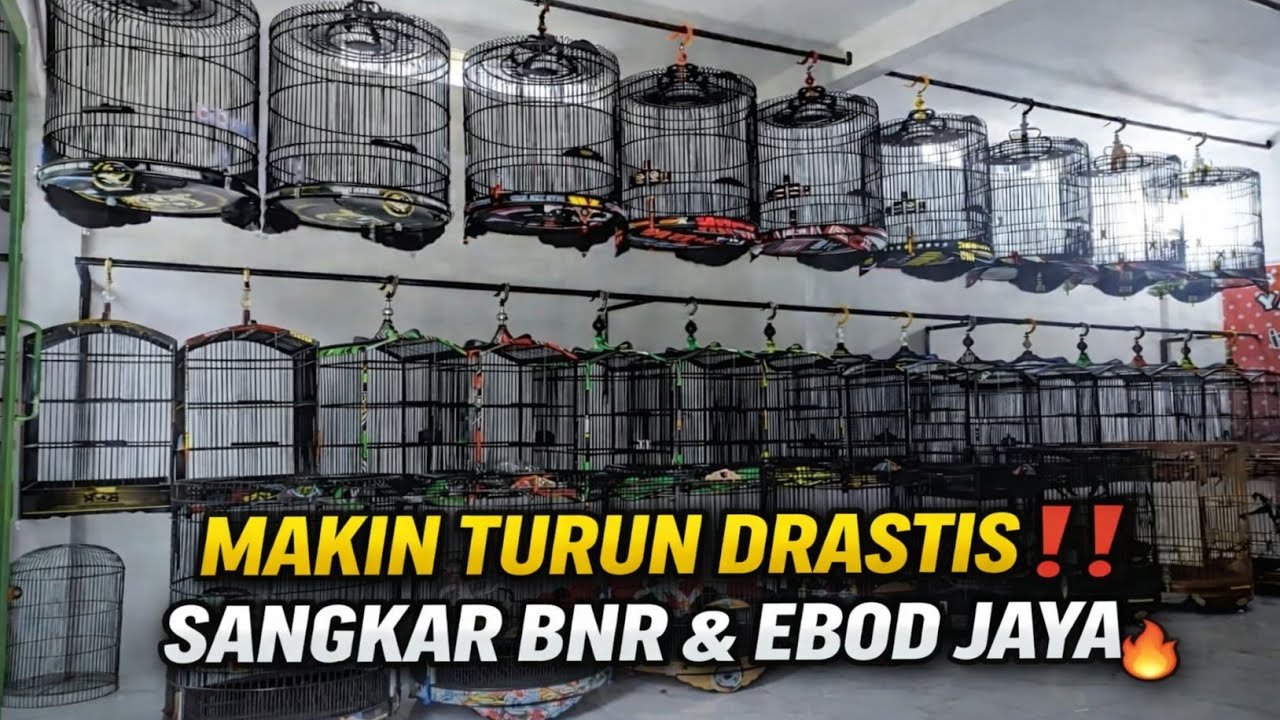 TURUN HARGA‼️ SANGKAR BNR INDONESIA & EBOD JAYA KUALITAS LOMBA🔥 DI JAKARTA