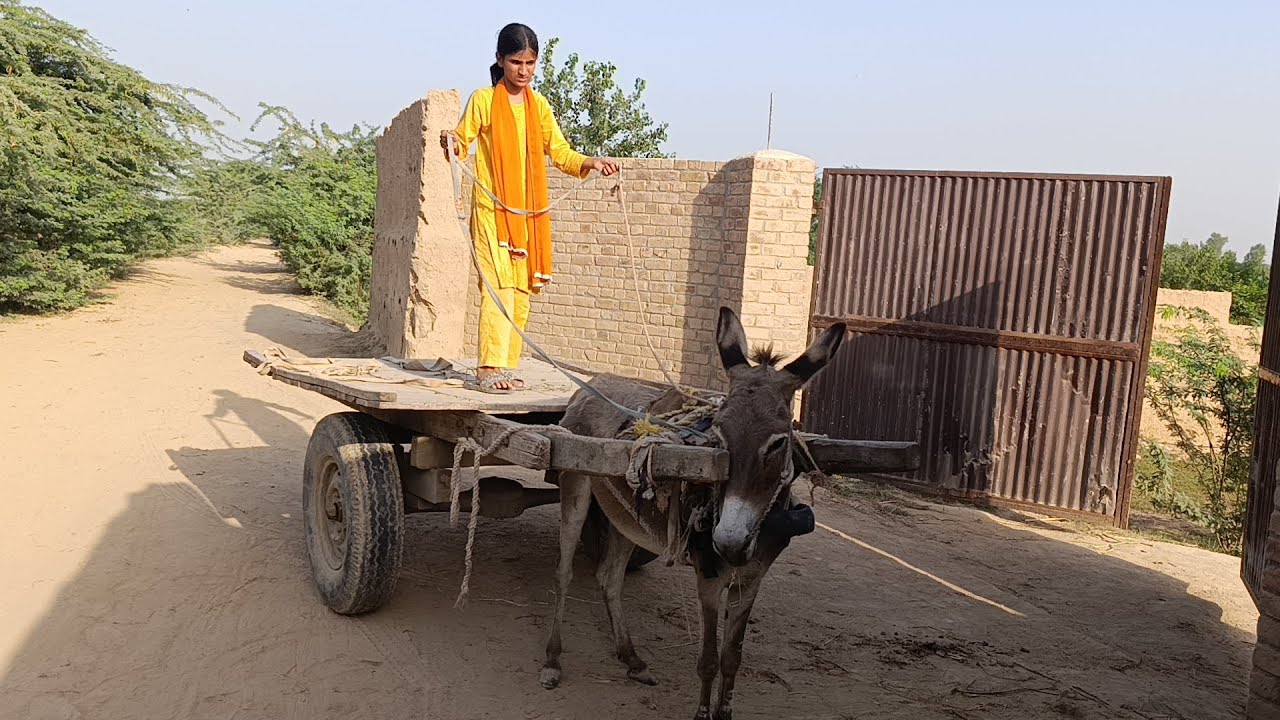 DONKEY CART RIDING KI | JAWARON KA CHARA LAYE | #donkeycart #donkey #youtube #vlog