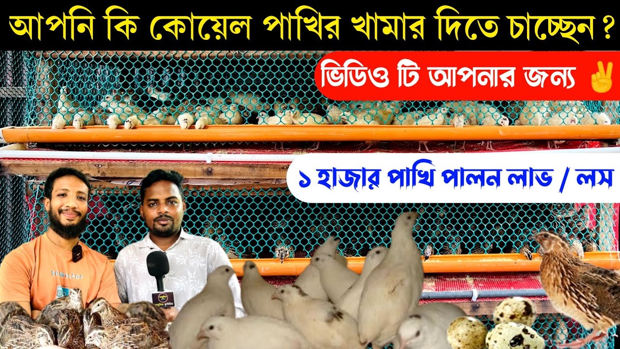 ৩০০ কোয়েল পাখি পালনে প্রতি মাসে লাভ কত টাকা | কোয়েল পাখি পালনে সুবিধা অসুবিধা জানুন | পাখির খামার |