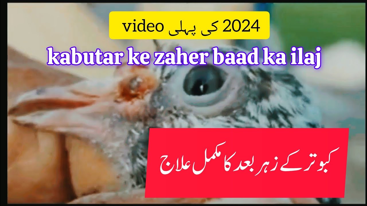 kabutar ke zaher baad ka ilaj 🕊️💯 || pigeon zaher bad ka ilaj |