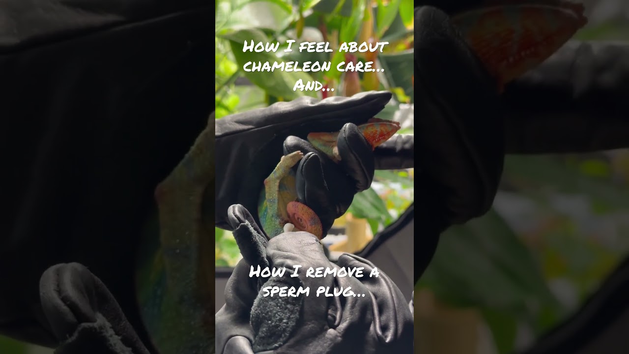 Removing A Sperm Plug&hellip; 🙃 #chameleon #reptiles #shorts