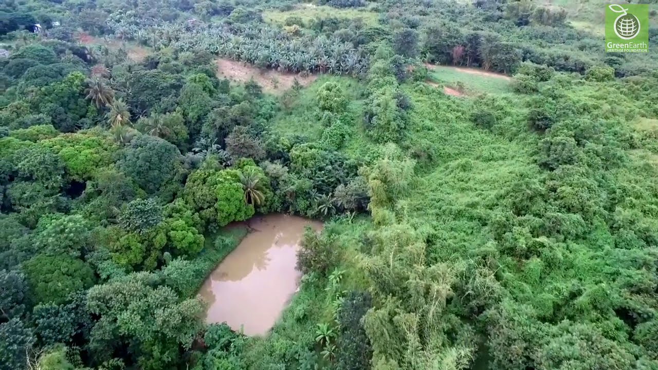 Reforestation at GreenEarth from 2009-2020