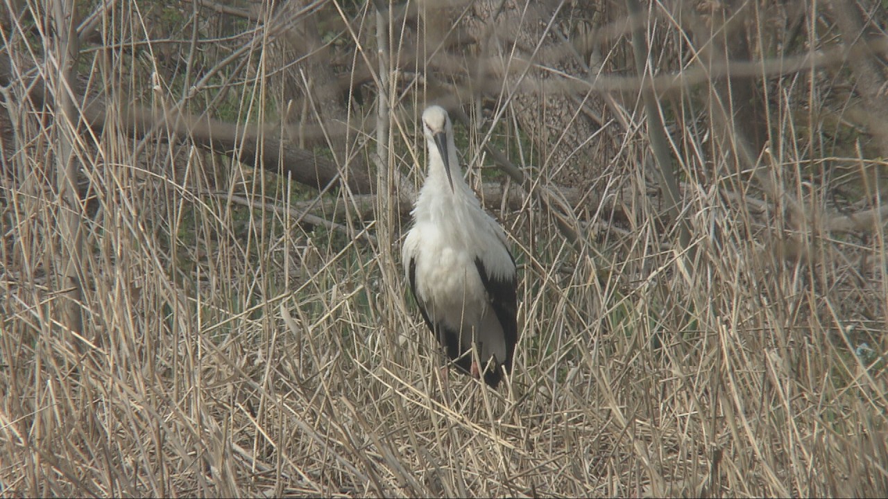 神戸市須磨区の公園に特別天然記念物コウノトリ飛来　連日姿見せ住民歓喜