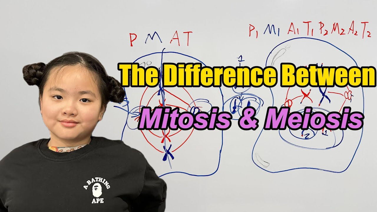 The Difference Between Mitosis & Meiosis