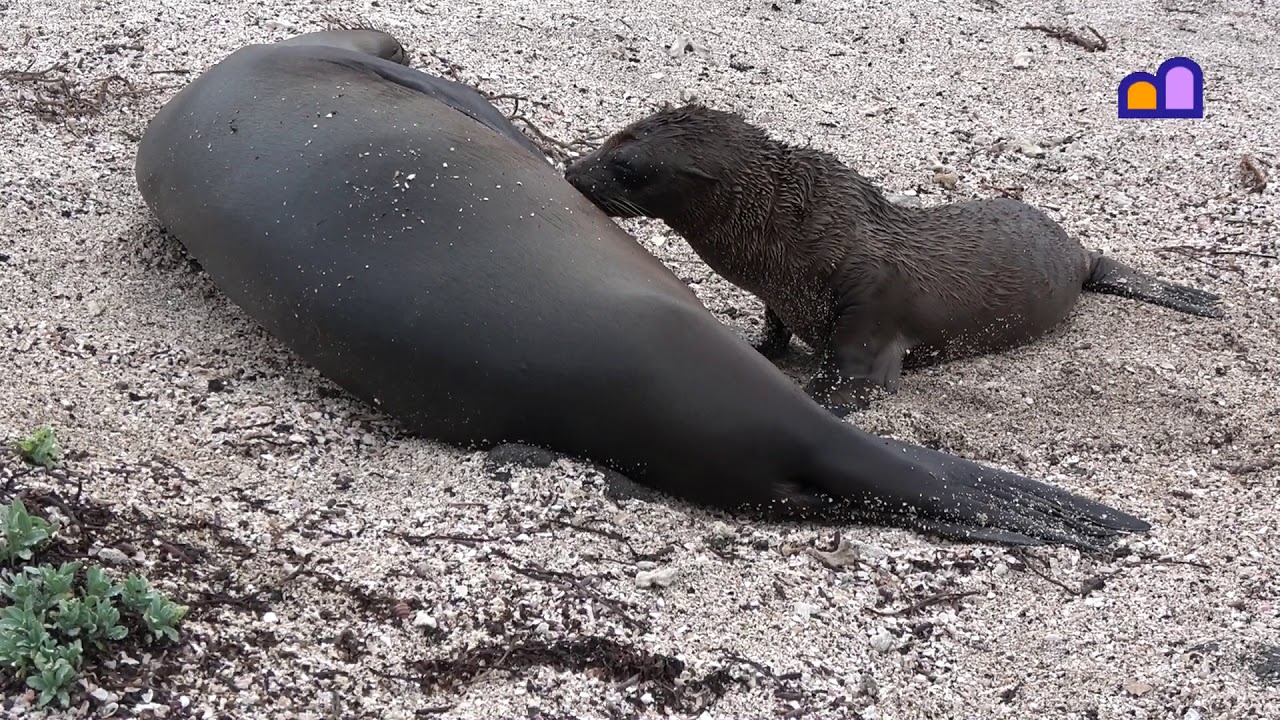 Ecuador - Galápagos - Chinese Hat