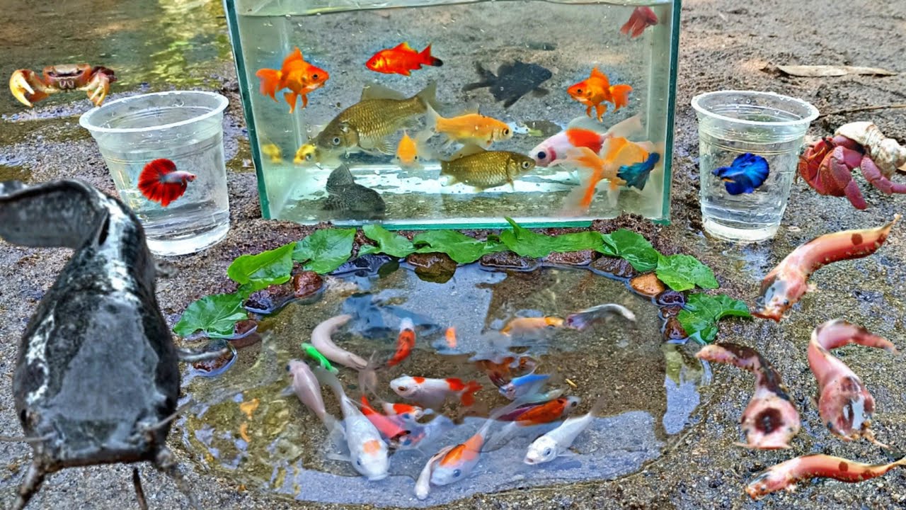Wow! Tangkap Ikan Hias Warna warni di Sungai, Ada Ikan Cupang, Ikan Koi, Ikan Mas, Ikan Lele hitam