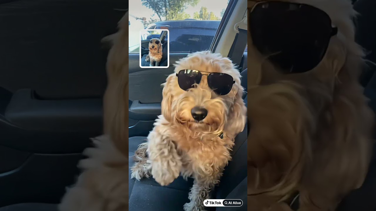 Trouble the dog…. Is Ray Charles 