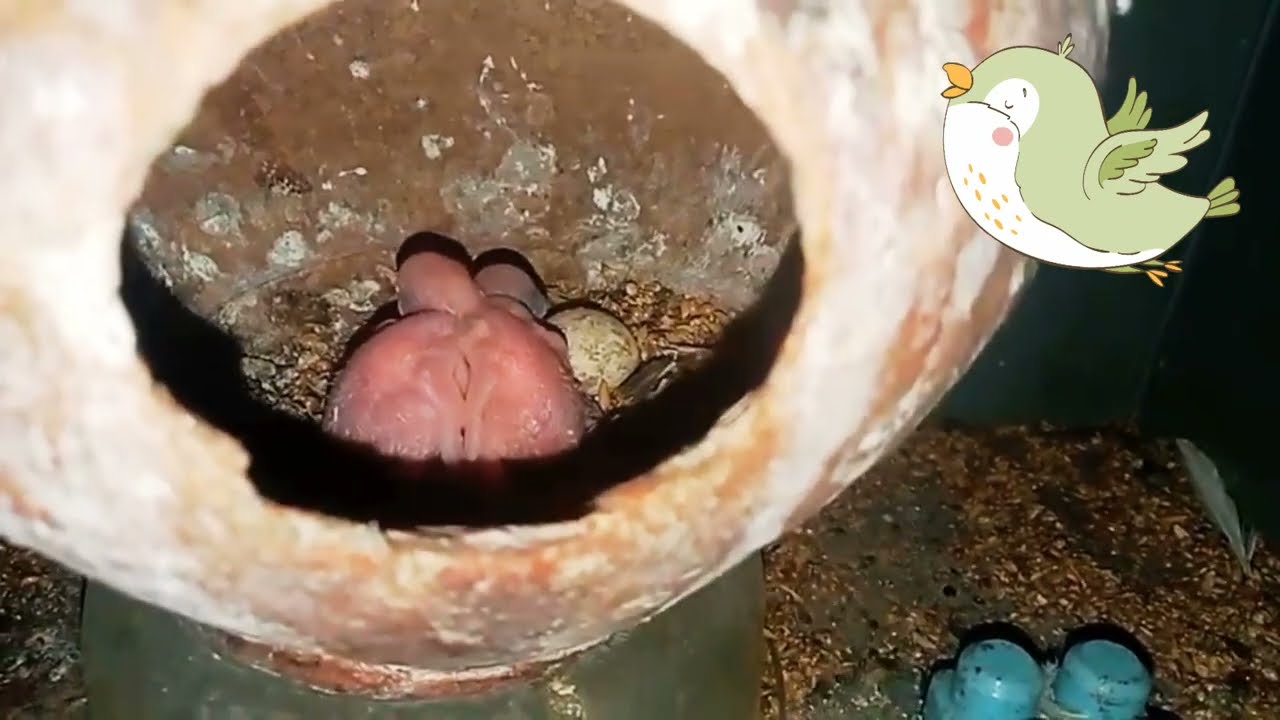 💕 মায়ের ডানার নিচে নতুন বেবি পাখি Baby Bird Hatching #bird #birdcare #budgies 