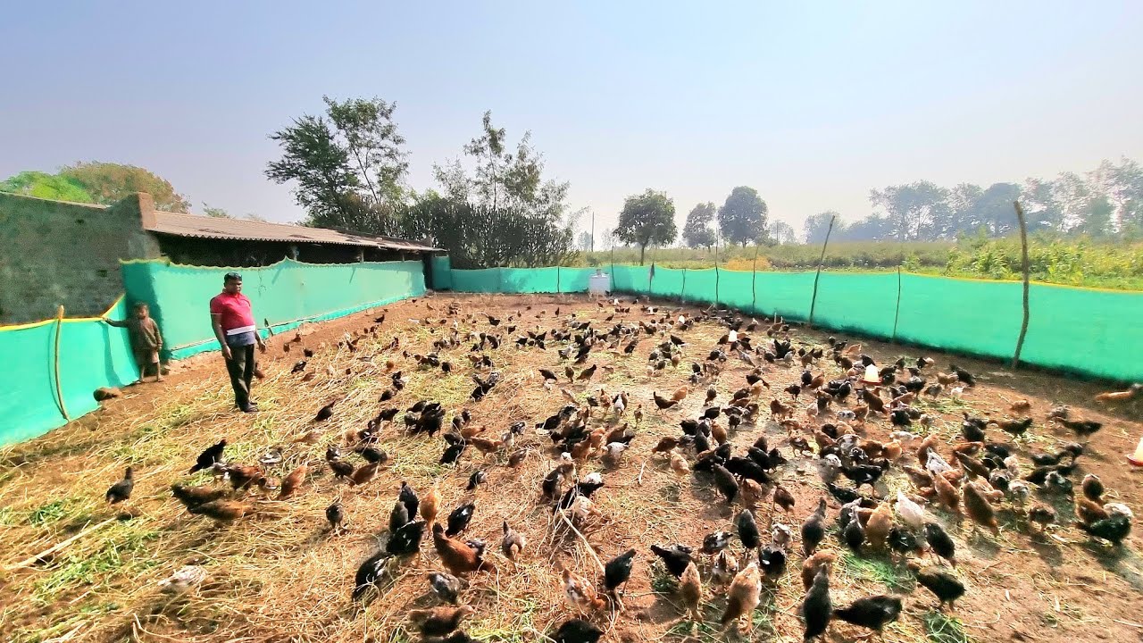 Free Range Poultry Farming l Shed l Fencing l Feeding l Marketing l