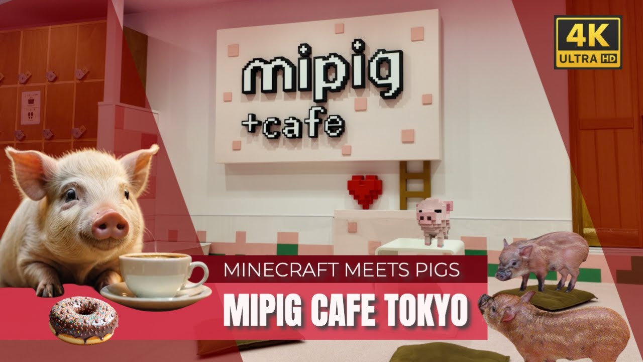 Cuteness Overload at a Minecraft Micro Pig Cafe in Japan (4K)