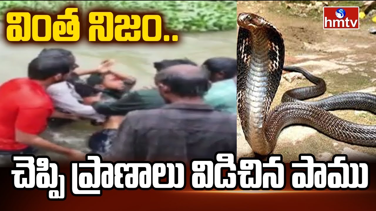 వింత నిజం..చెప్పి ప్రాణాలు విడిచిన పాము | West Godavari District | hmtvlife