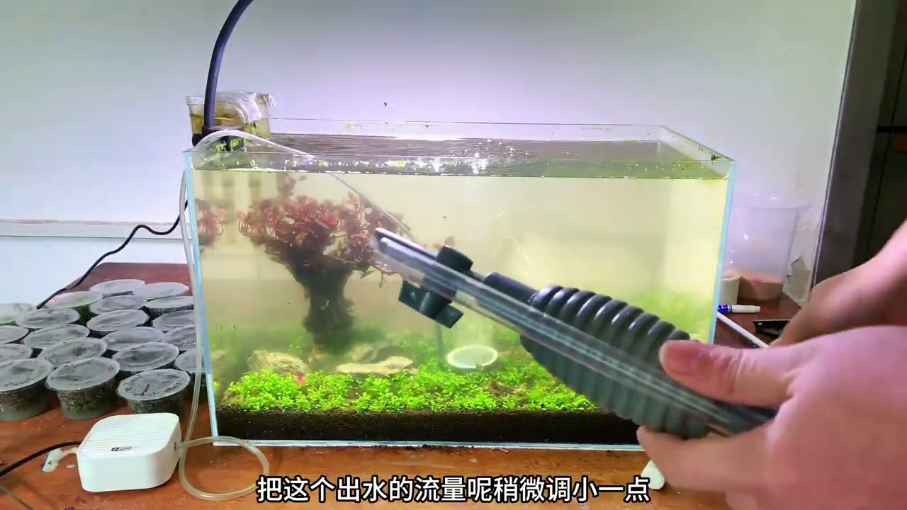 水草缸养护