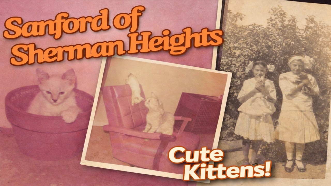 Cute Kittens!