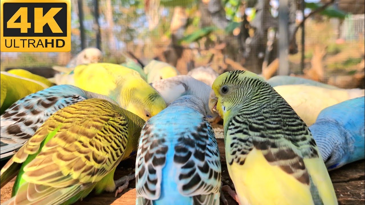 This video is budgies parakeet singing, play this song to your bird listen. parakeet eating.