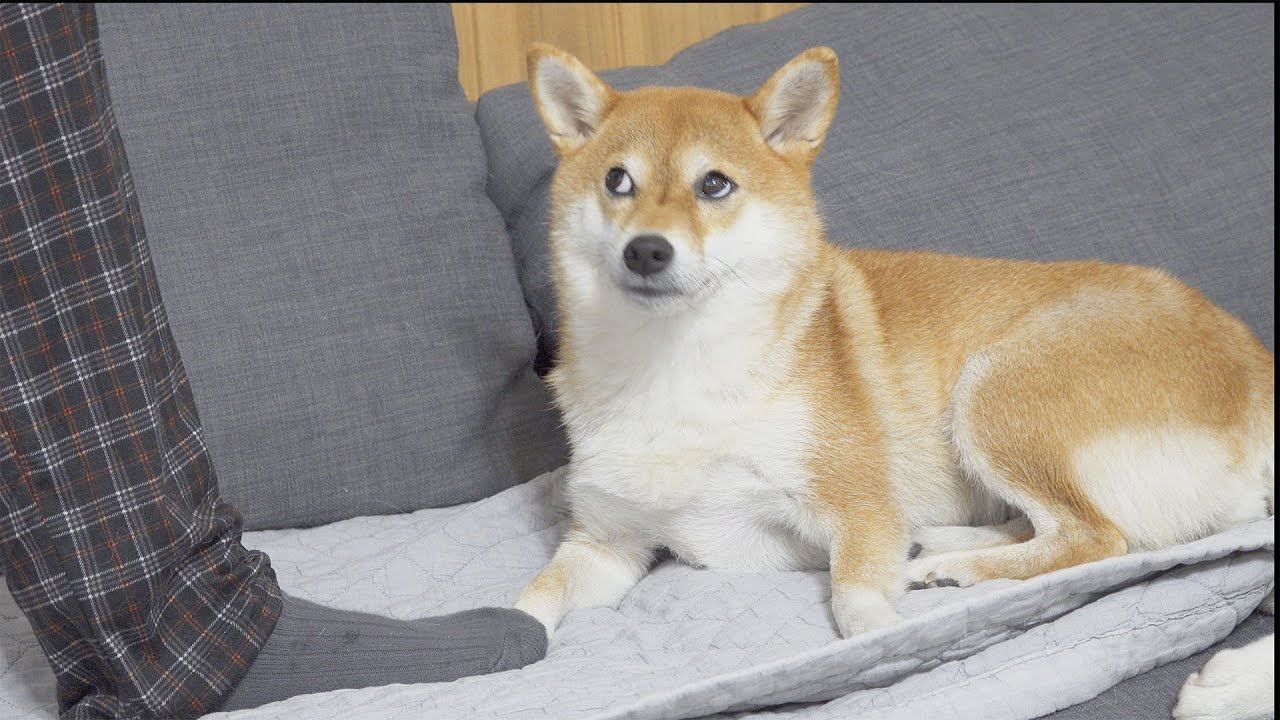 강아지 발을 ‘실수로' 밟았더니 반응이..ㅋㅋㅋ