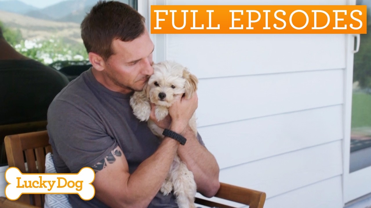 Sick And Malnourished Poodle-Mix Saved By Rescuer | Lucky Dog Double Episode