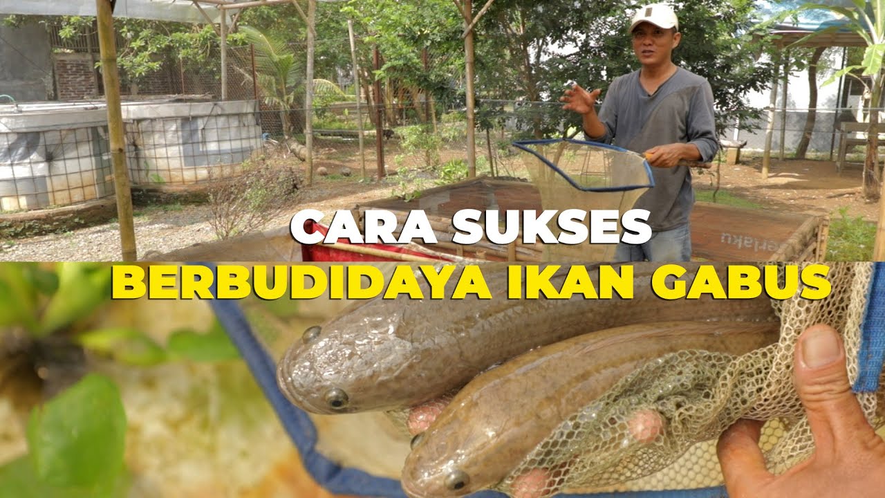 Cara Sukses Berbudidaya Ikan Gabus, Seperti Ini Caranya
