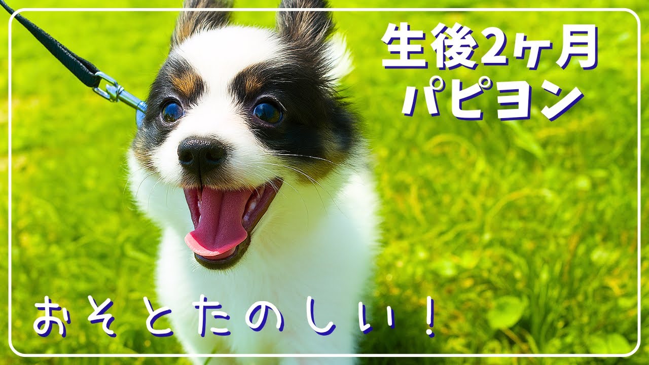 生後2ヶ月パピヨン、初めての県外旅｜愛犬とリフトで登れる！静岡県の大室山へ行ってきました